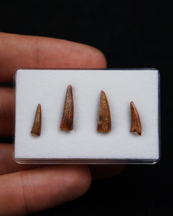 Colección de dientes de cocodrilo
