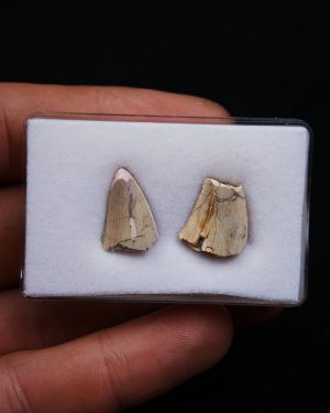Colección Afrovenator abakensis