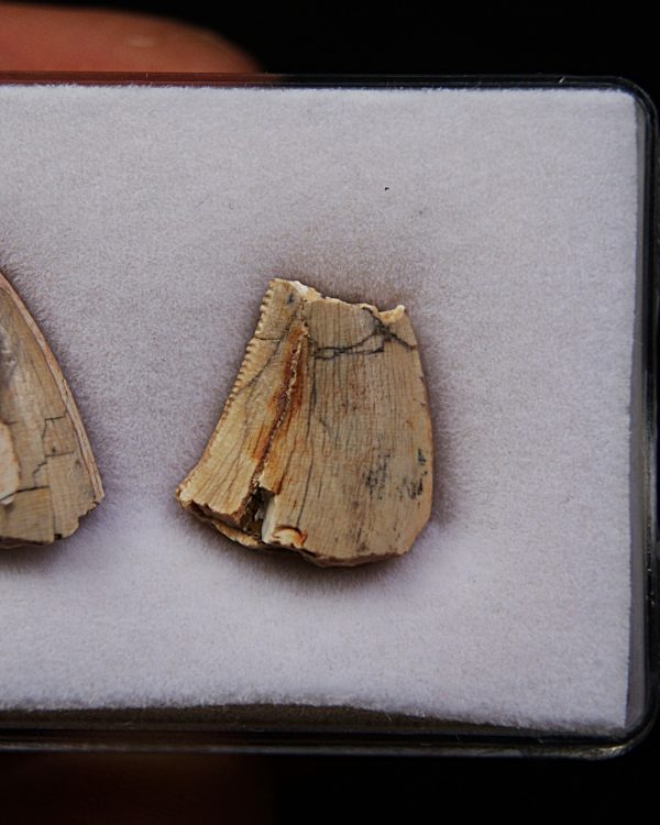 Colección Afrovenator abakensis