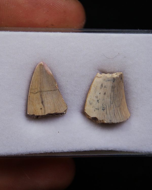 Colección Afrovenator abakensis
