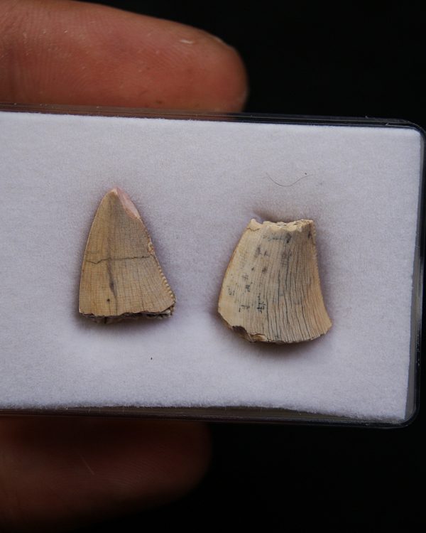 Colección Afrovenator abakensis