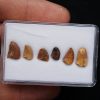 Colección dientes de raptor