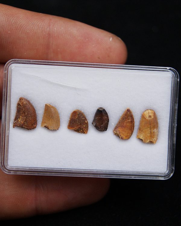 Colección dientes de raptor