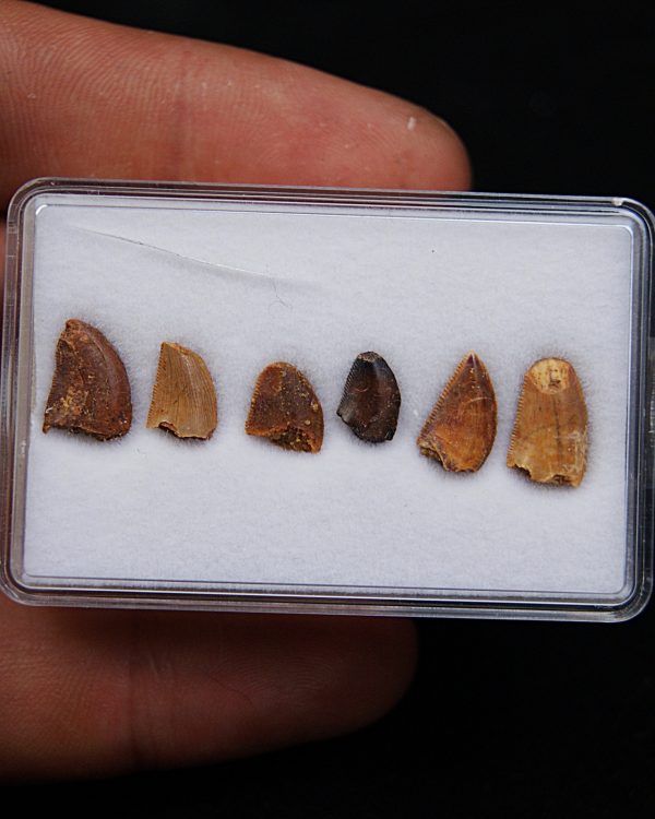 Colección dientes de raptor