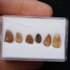 Colección dientes de raptor
