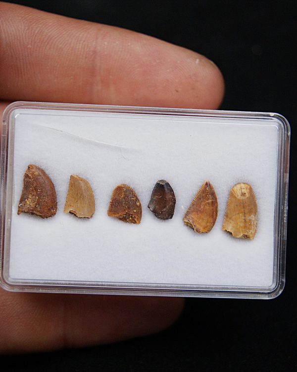 Colección dientes de raptor