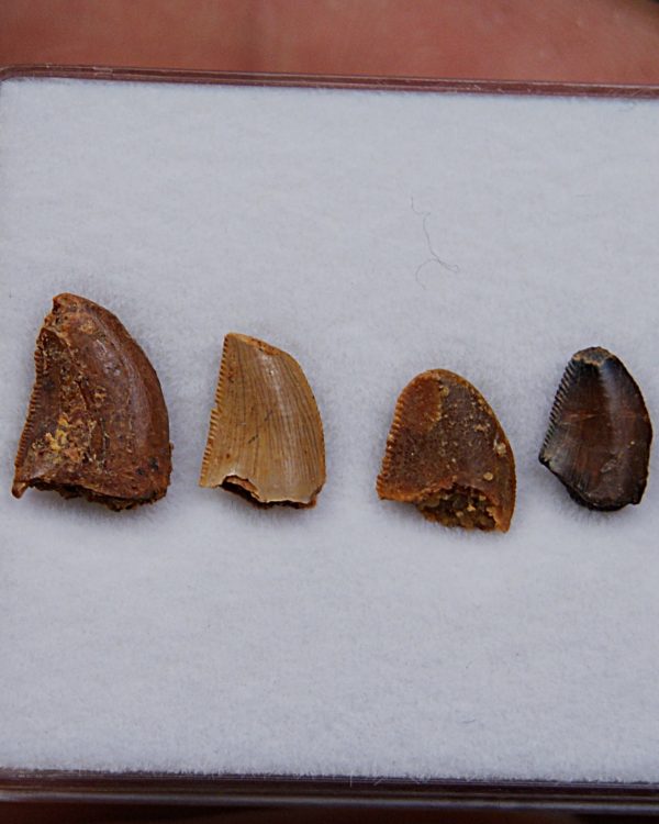 Colección dientes de raptor