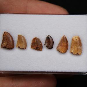 Colección dientes de raptor