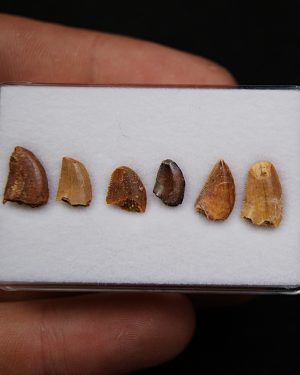 Colección dientes de raptor