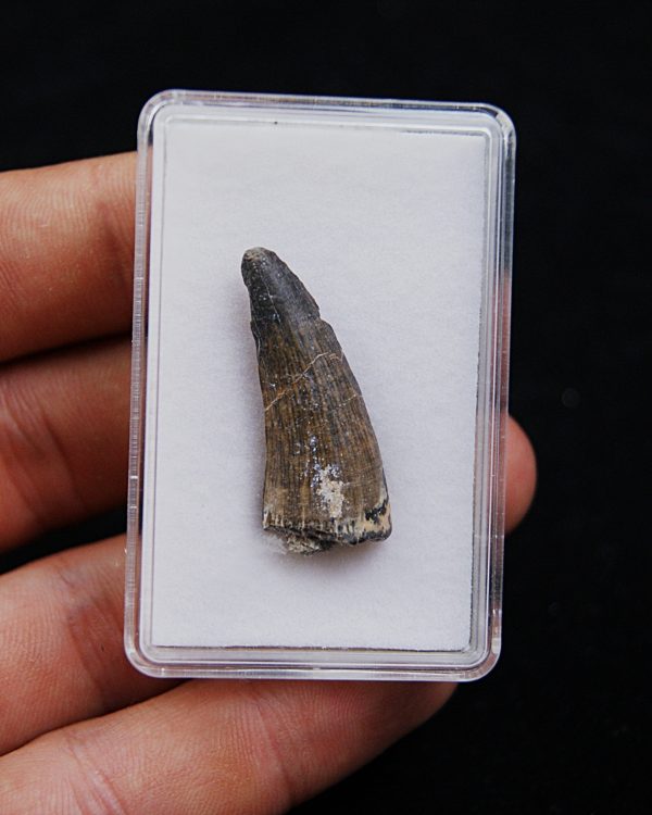 Suchomimus tenerensis