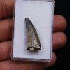 Suchomimus tenerensis