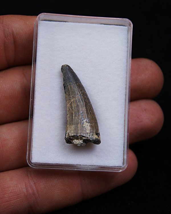 Suchomimus tenerensis