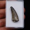 Suchomimus tenerensis