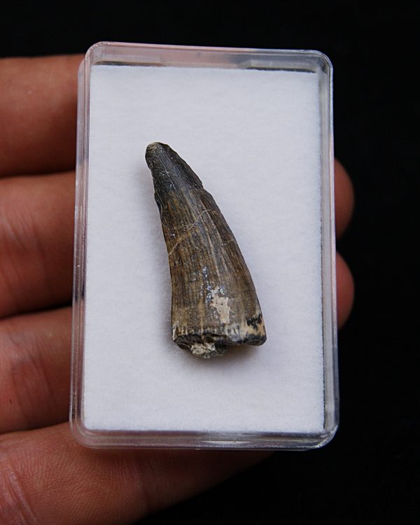 Suchomimus tenerensis