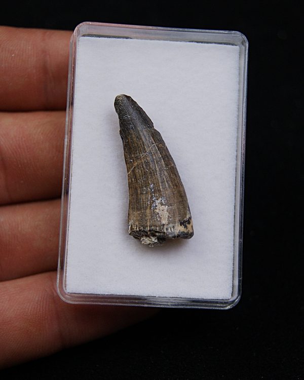 Suchomimus tenerensis