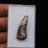 Suchomimus tenerensis