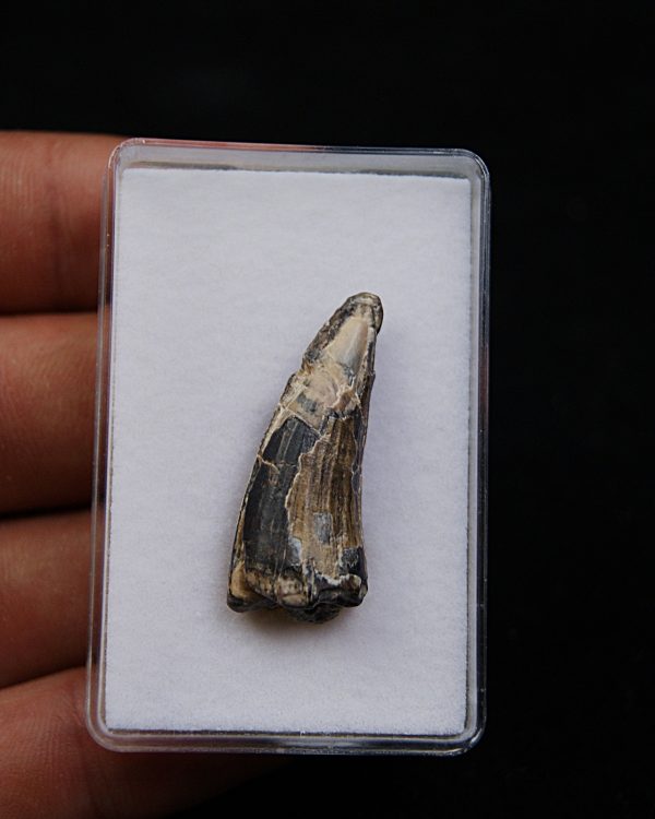Suchomimus tenerensis