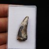 Suchomimus tenerensis