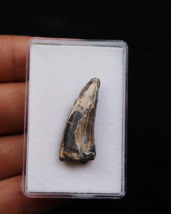 Suchomimus tenerensis