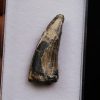 Suchomimus tenerensis
