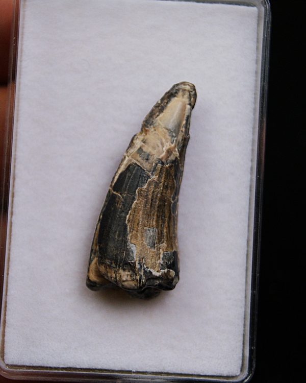Suchomimus tenerensis