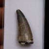 Suchomimus tenerensis