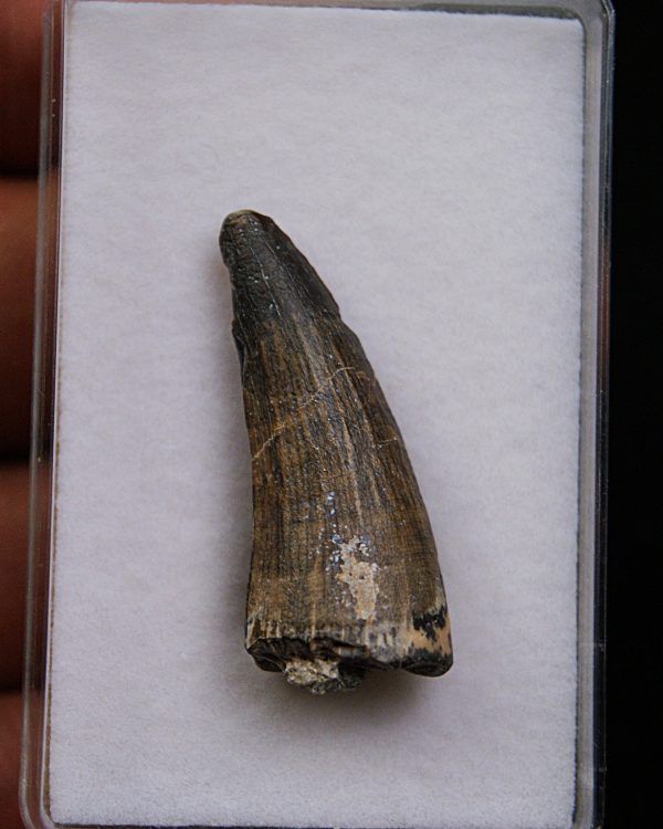 Suchomimus tenerensis