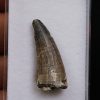Suchomimus tenerensis