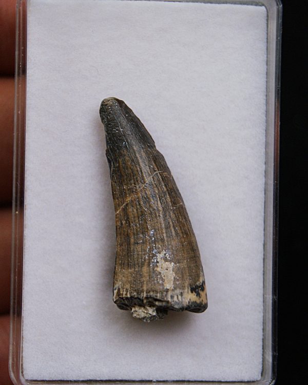 Suchomimus tenerensis