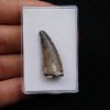 Suchomimus tenerensis