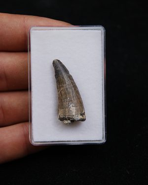 Suchomimus tenerensis