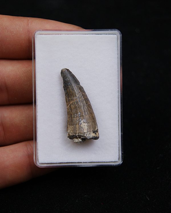 Suchomimus tenerensis