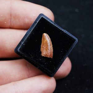 Raptor Indeterminado (Dromaeosauridae)