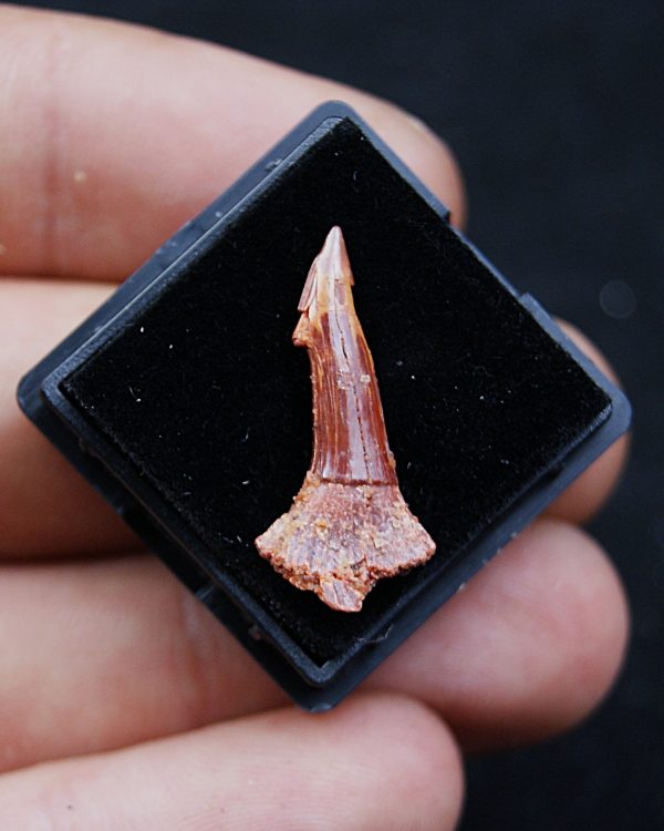 Rostral de Onchopristis numidus