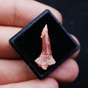 Rostral de Onchopristis numidus