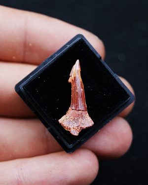 Rostral de Onchopristis numidus