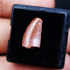 Raptor (Dromaeosauridae)