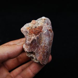 Fragmento de vértebra de dinosaurio