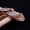 Vértebra de Spinosaurus