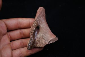 Vértebra de Spinosaurus