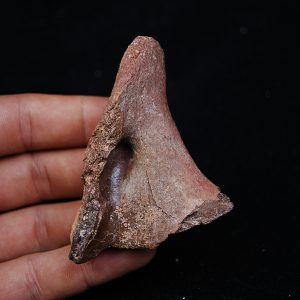Vértebra de Spinosaurus