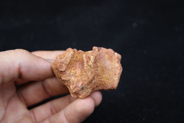 Maxilar de cocodrilo