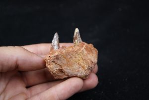 Maxilar de cocodrilo