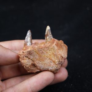 Maxilar de cocodrilo