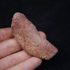 Costilla de cocodrilo Elosuchus