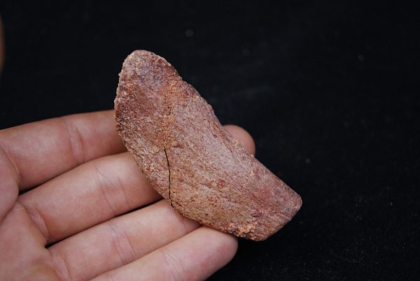 Costilla de cocodrilo Elosuchus