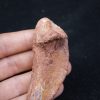 Costilla de cocodrilo Elosuchus