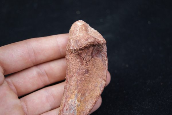 Costilla de cocodrilo Elosuchus