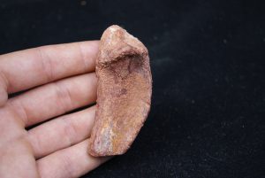 Costilla de cocodrilo Elosuchus