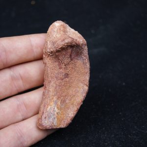 Costilla de cocodrilo Elosuchus